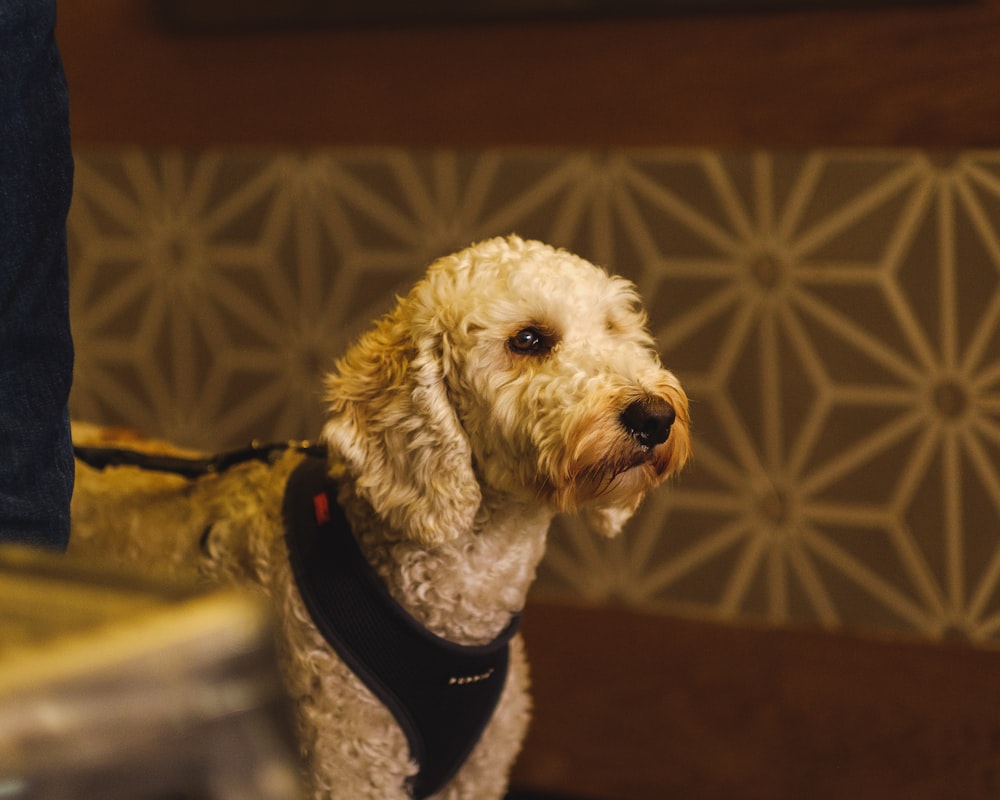 standing short-coated white dog