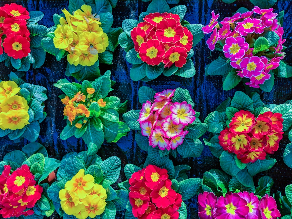 assorted color petaled flowers