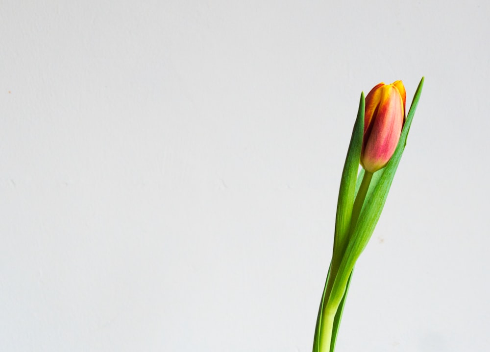 red and yellow tulip flower