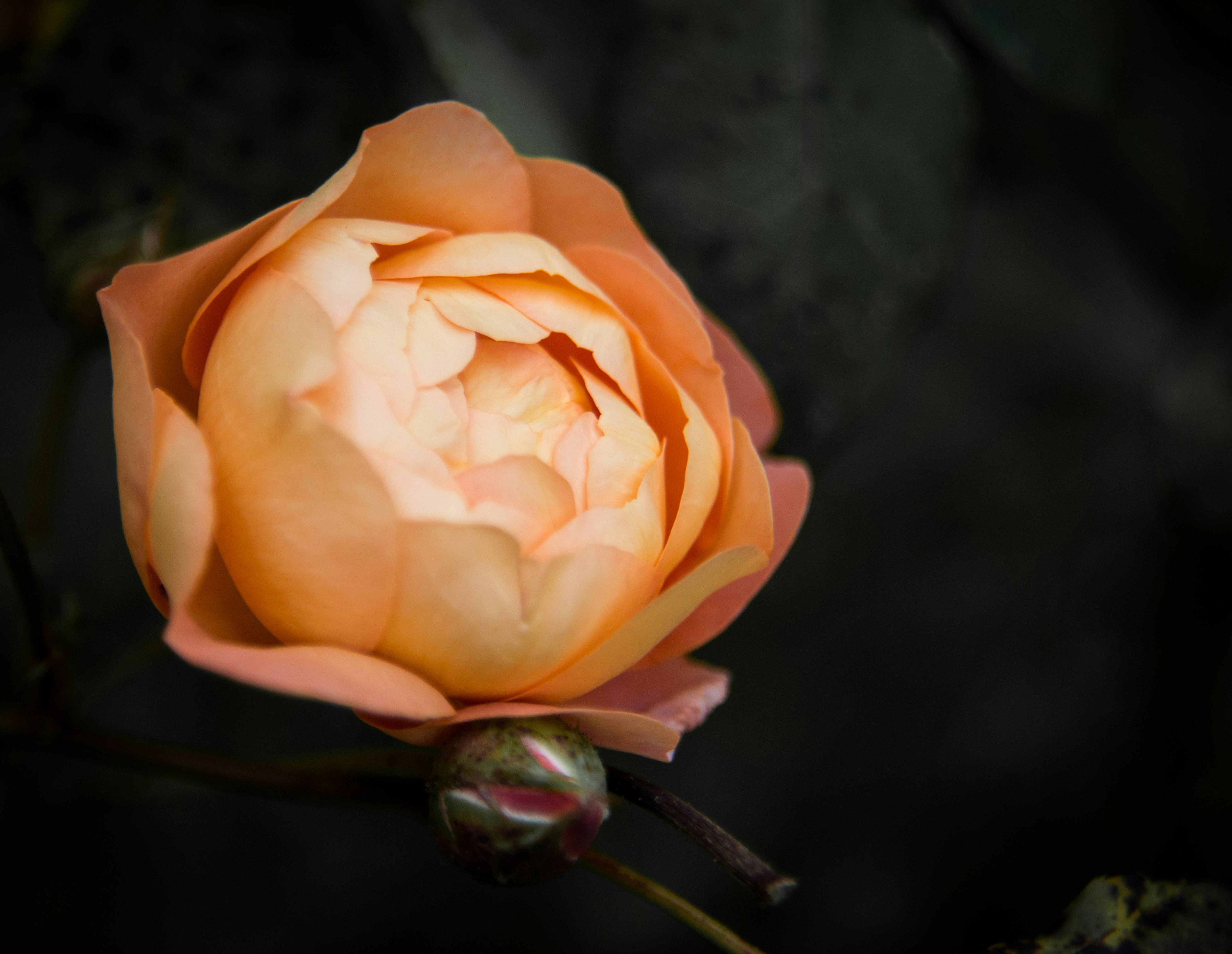 Photo by darrencoleshill