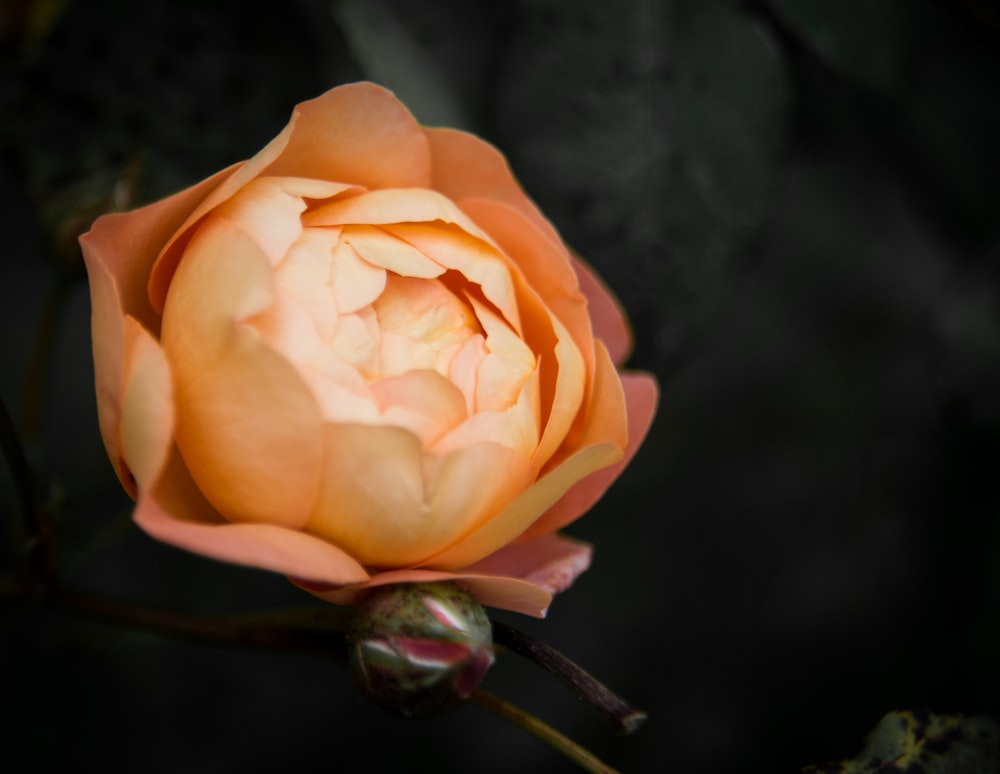 orange rose petaled flower