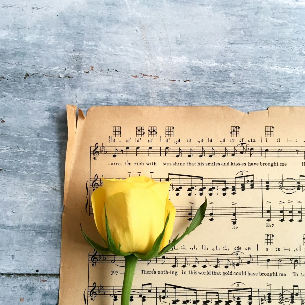 rosa amarilla en la hoja de notas musicales