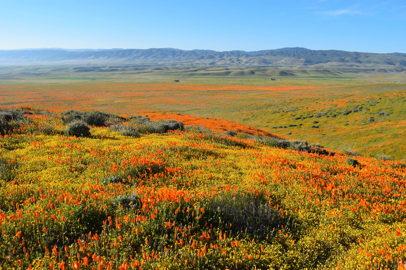 A hillside covered in orange wildflowers.