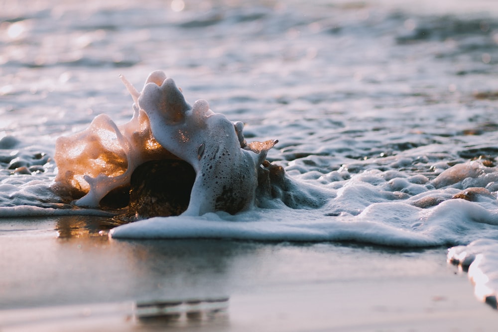 낮 동안 해안에 있는 소라 껍데기의 초점 사진