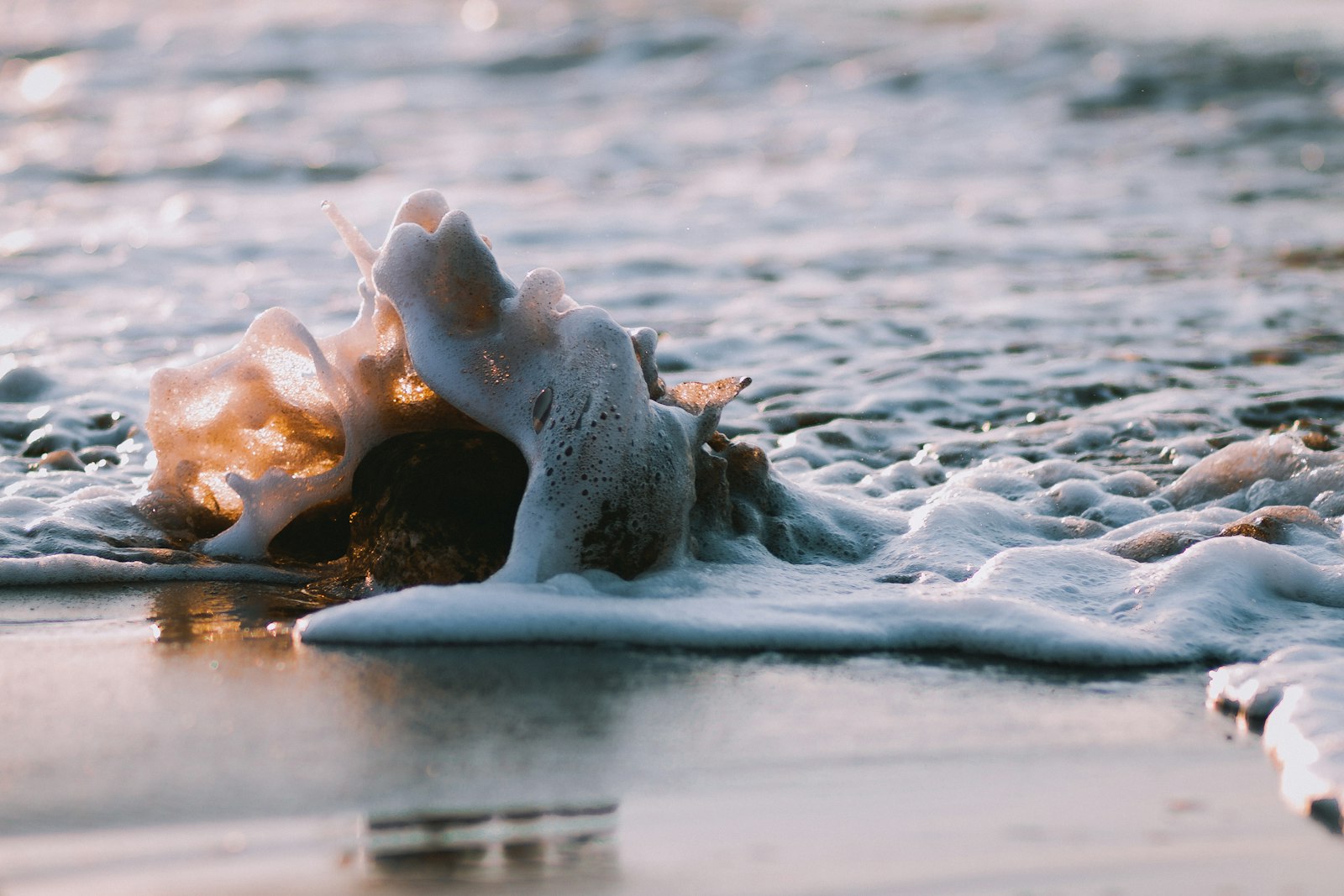 Canon EOS 50D + Canon EF 85mm F1.8 USM sample photo. Focus photography of conch photography