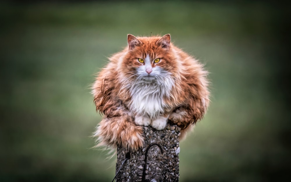 gatto soriano arancione