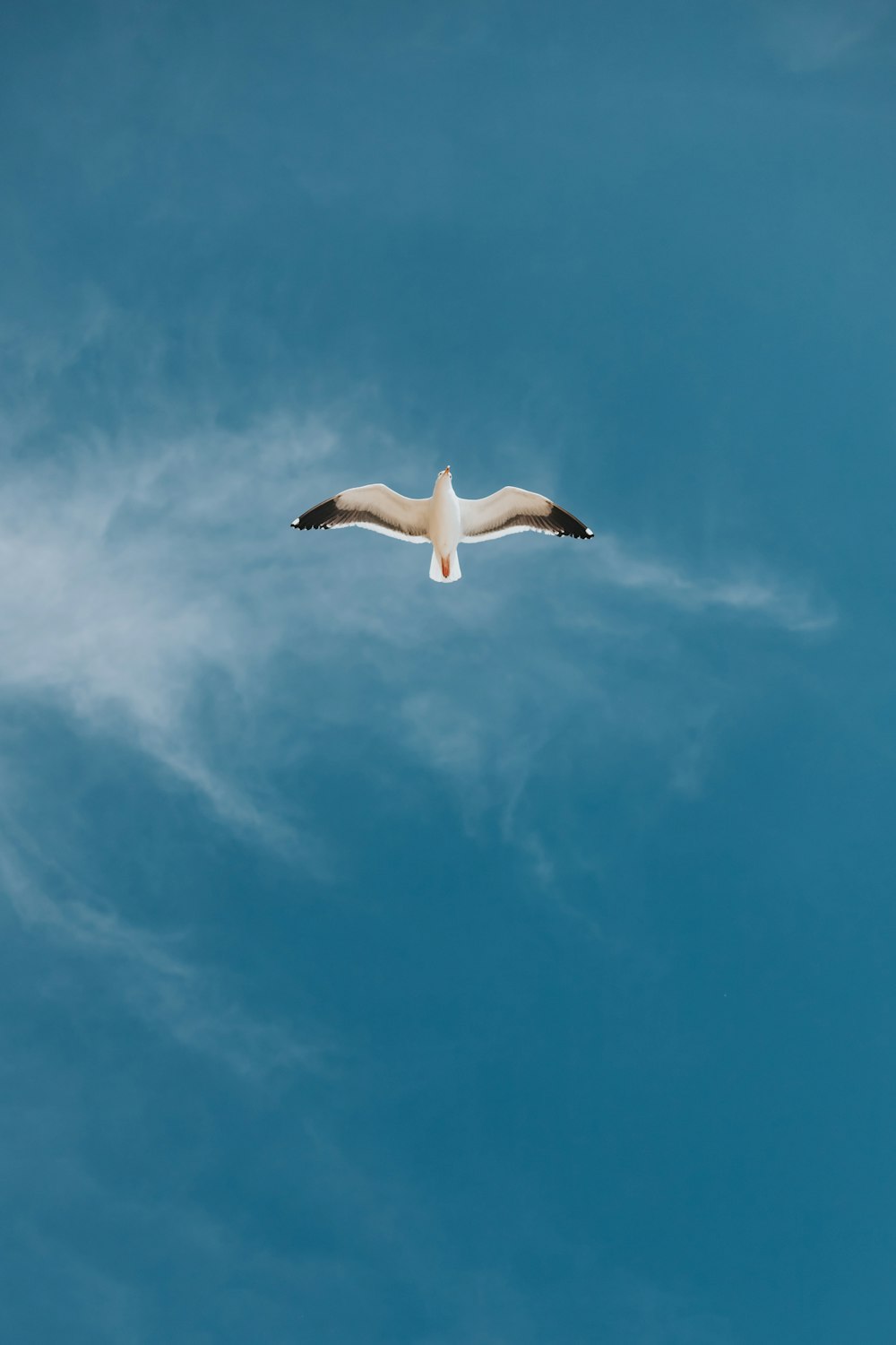 500+ Flying Bird Pictures | Download Free Images on Unsplash