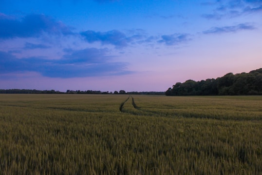 A tranquil landscape with a vast field of green crops stretching out towards the horizon. A narrow dirt path cuts through the crops, leading to a line of dense, dark trees in the distance. The sky above is a blend of soft blues and purples, suggesting either dawn or dusk.