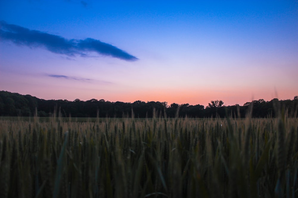 green field during golden hour