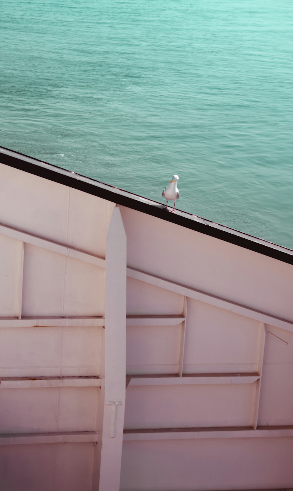 white bird on roof