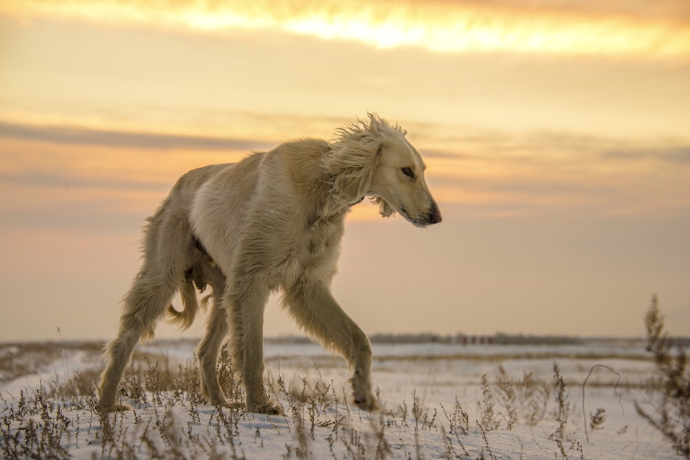 white short-coated dog