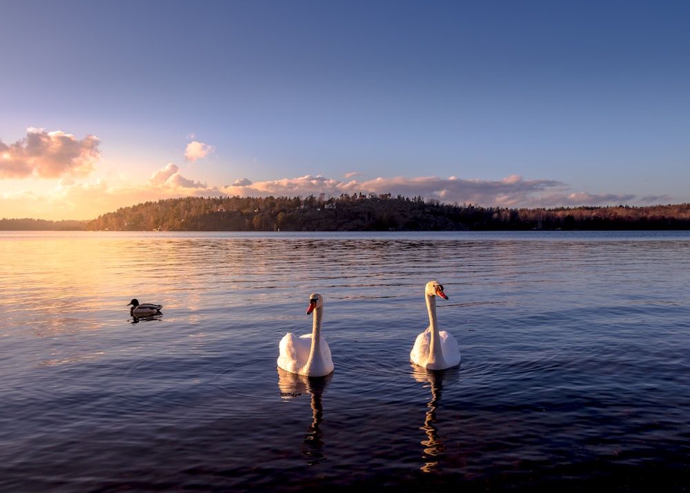 two white swans on body of water