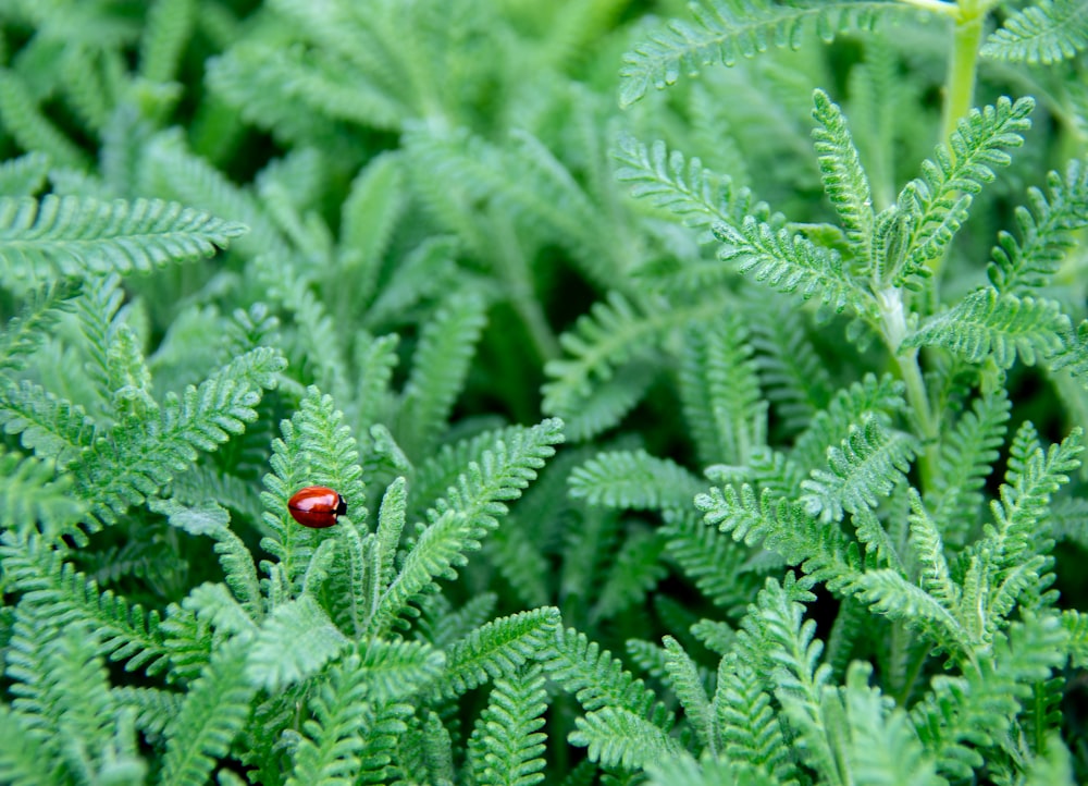 green leafed plant