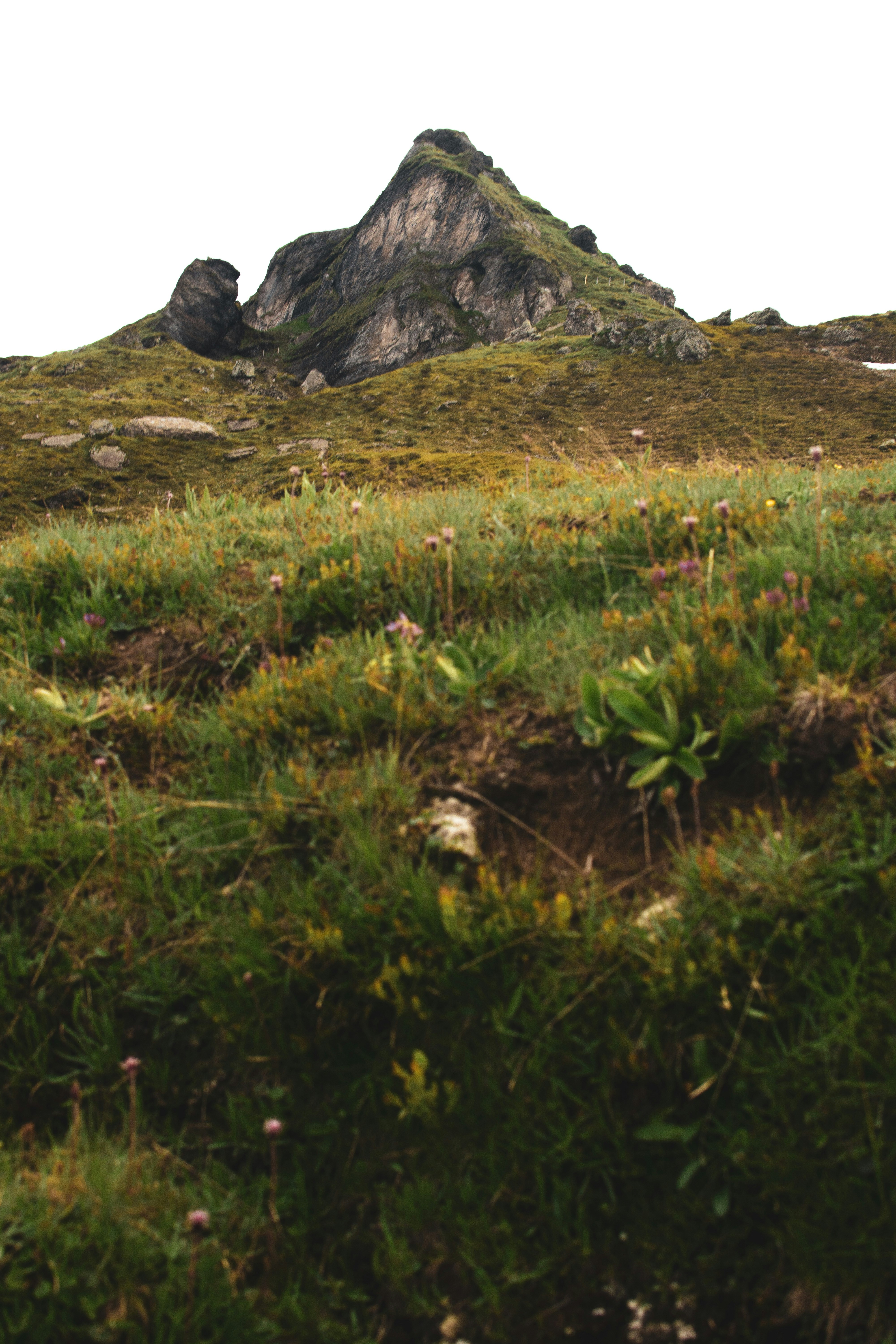 montanha coberta com planta de folhas verdes