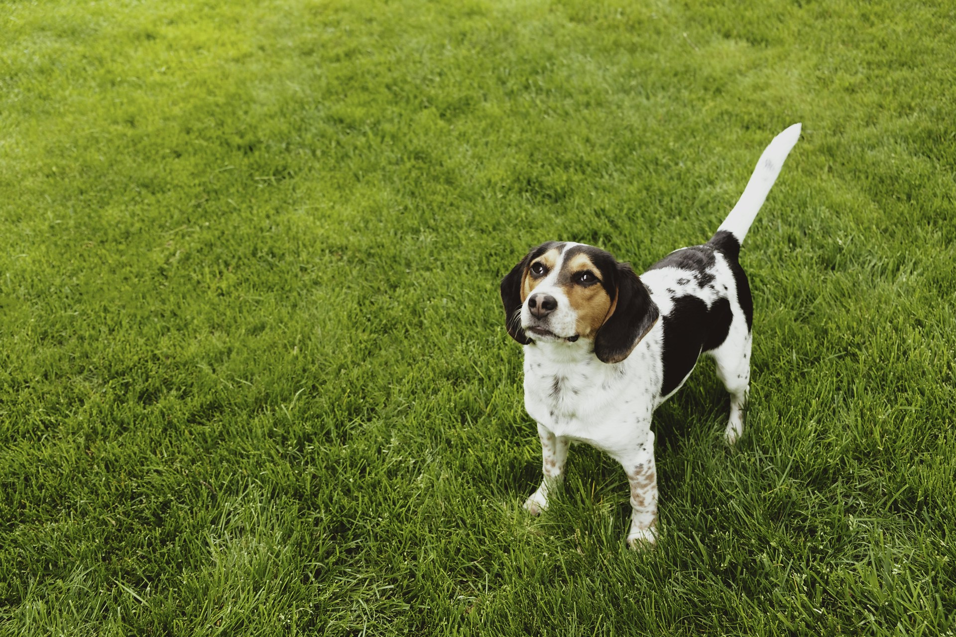 short-coated white and brown dog