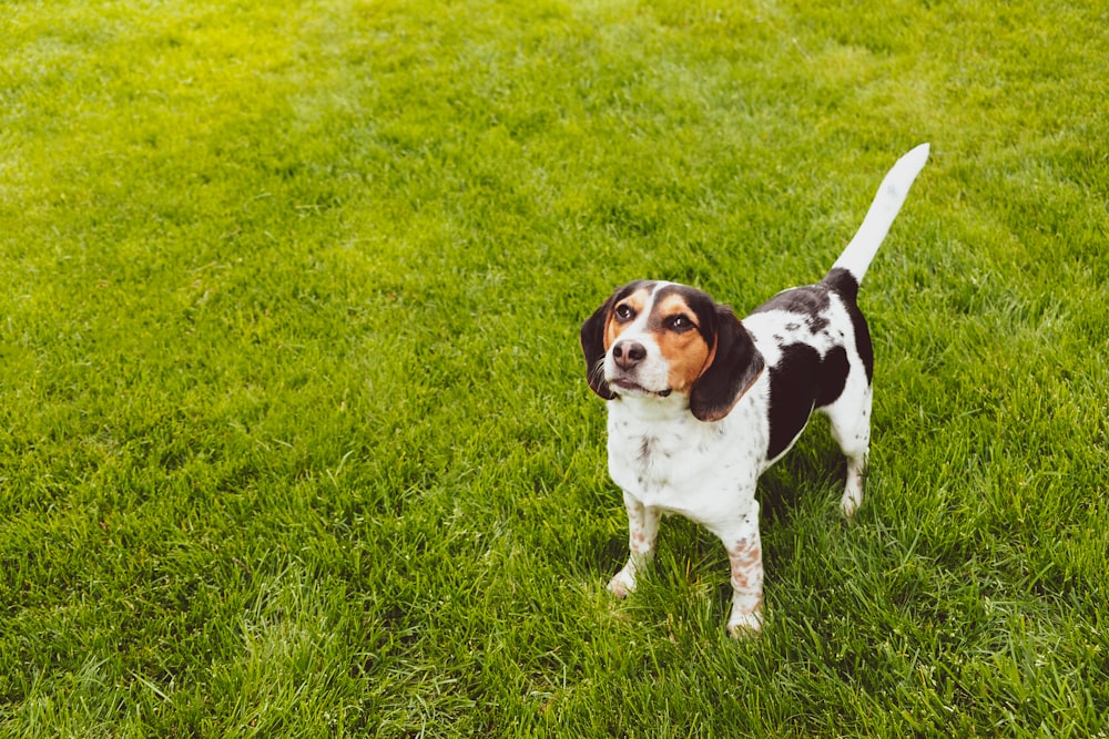 short-coated white and brown dog