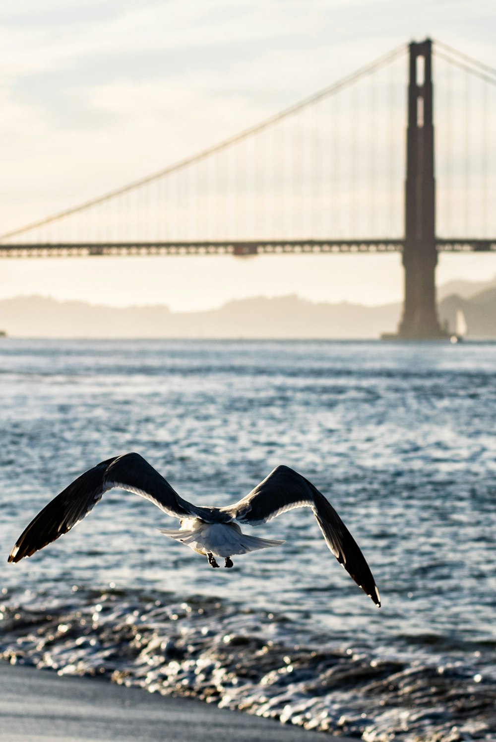 seagull flying over beach near bridge
