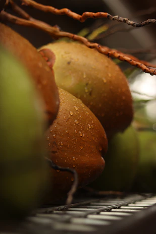 Close-up of a fresh coconut with water droplets glistening in bright sunlight against a tropical leaf background.