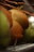 A close-up of freshly opened coconuts with water droplets on the shells.