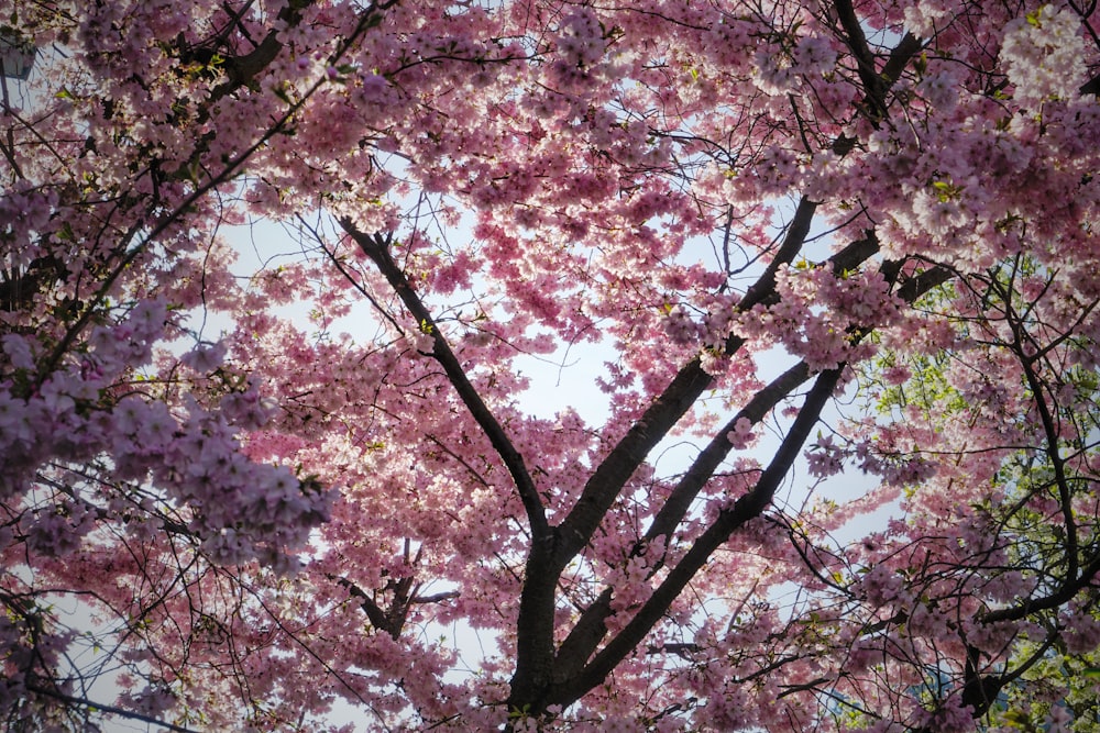 flor de cerezo rosa