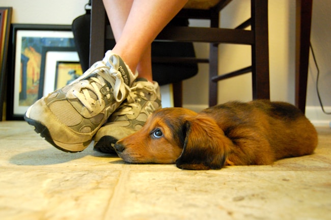 A small brown dachshund puppy is lying on the floor next to a pair of legs wearing gray New Balance sneakers. The puppy's ears are flopped and its eyes are looking upwards. In the background, there is a chair and framed pictures leaning against the wall.