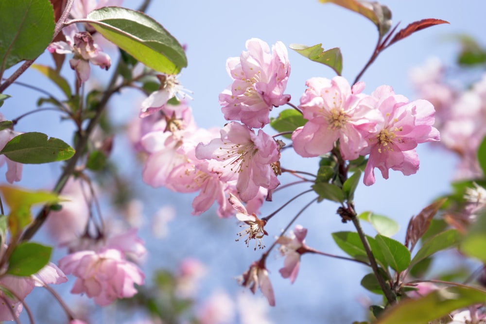 pink petaled flower