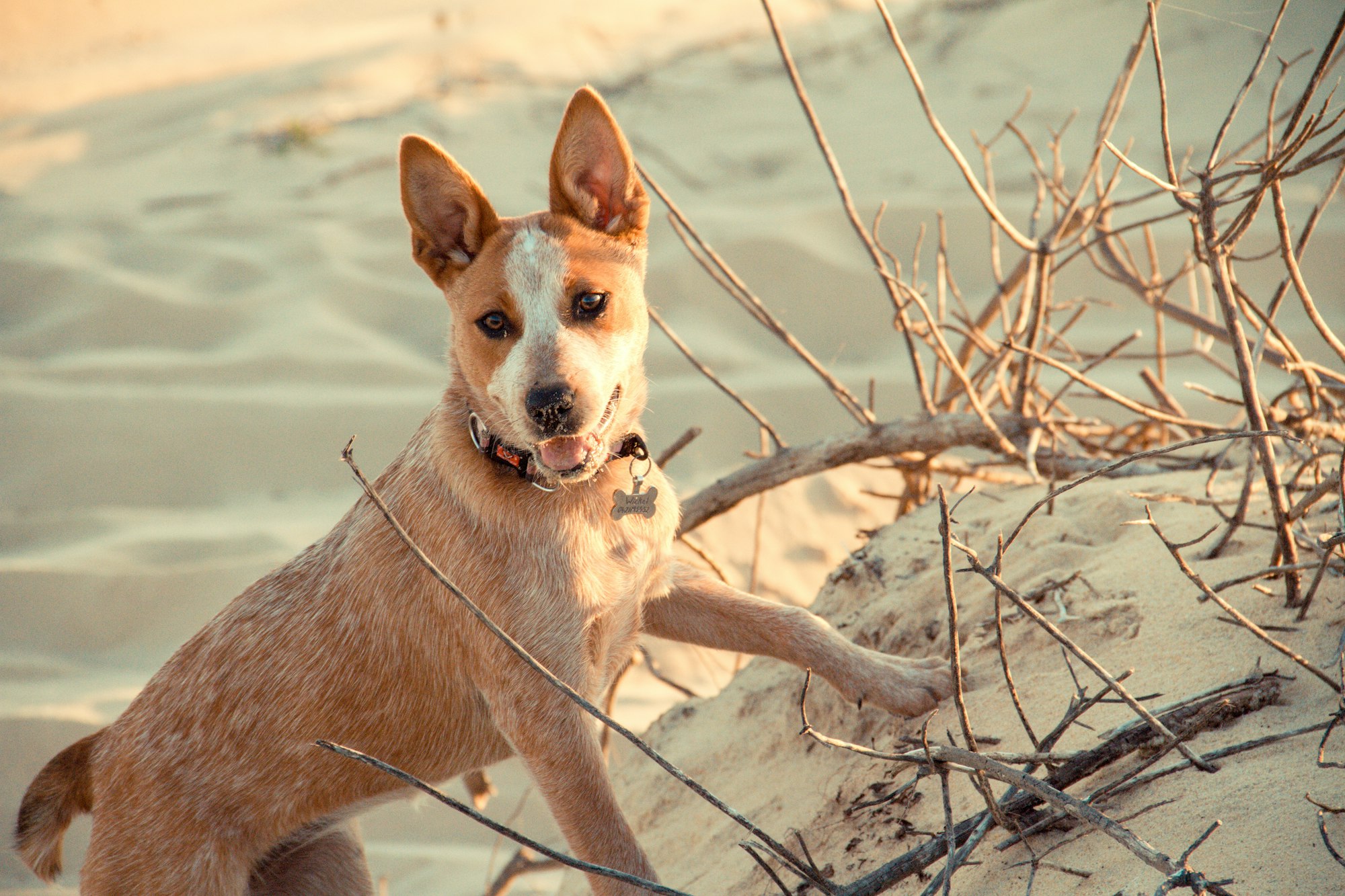 Red Heeler