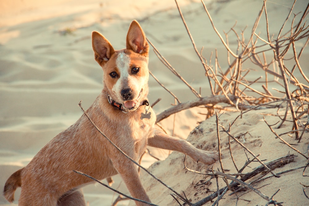 short-coat brown dog