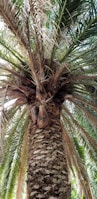 A close-up of a palm tree being cleaned.