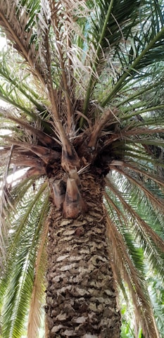 A close-up of a palm tree being cleaned.