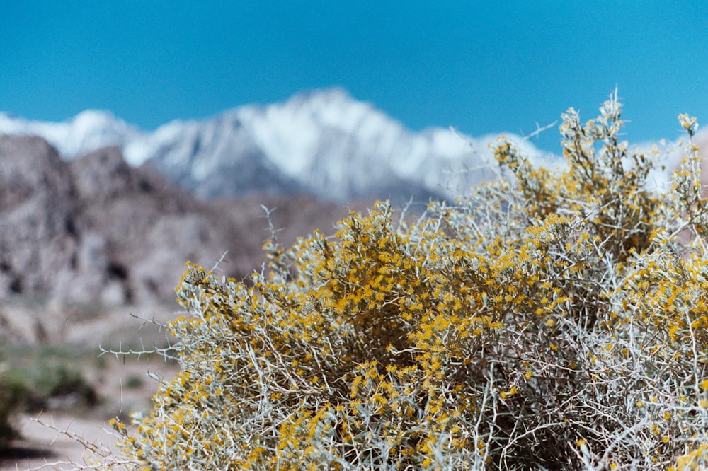 selective focus photography of yellow-leafed plant near rocky mountain during daytime