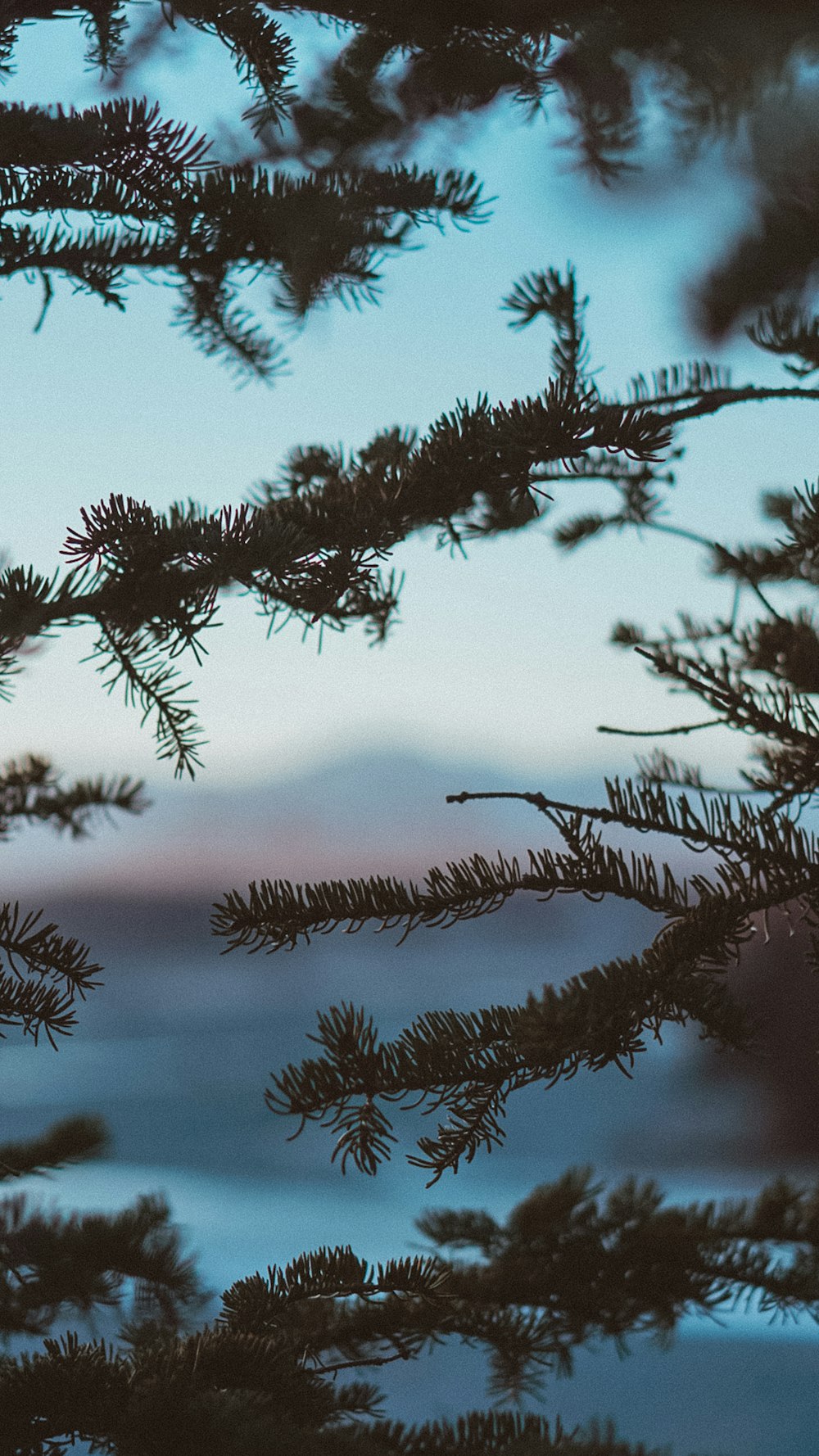 Selektive Fokusfotografie von Kiefernblättern bei Tag