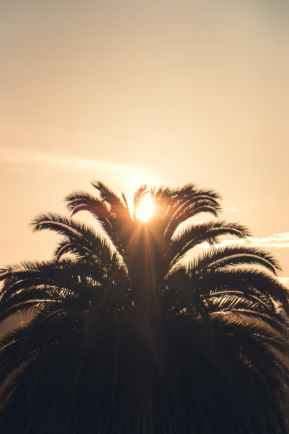 silhouette of palm tree