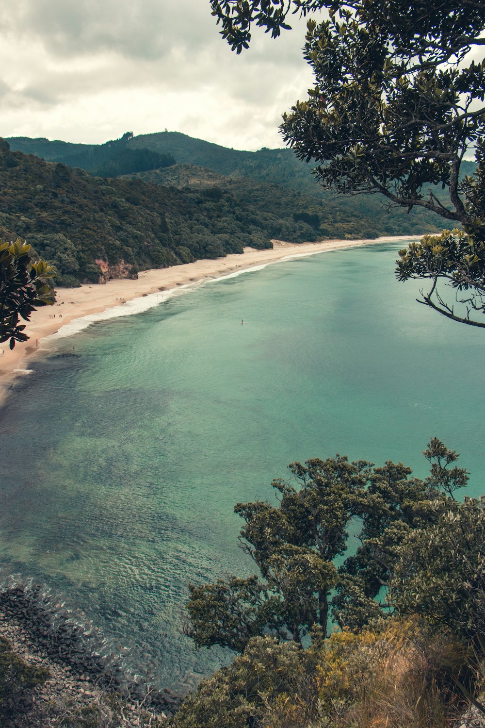 tree lined beige sand beach