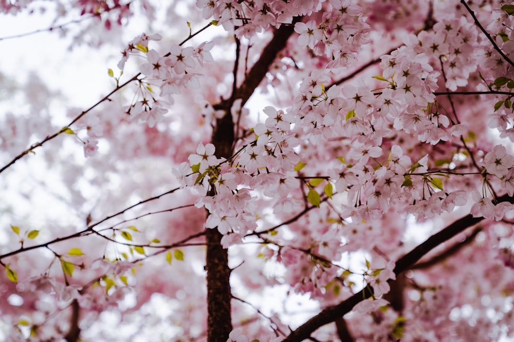 pink cherry blossom during daytime