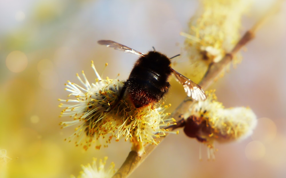 abelha preta e laranja empoleirando-se na flor branca durante o dia