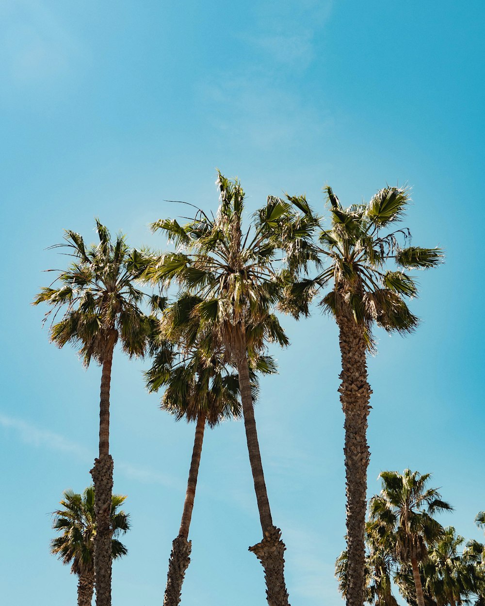 green palm trees under blue sky