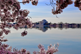 pink-white flowers beside body of water overlooking white dome building during daytime