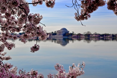 pink-white flowers beside body of water overlooking white dome building during daytime