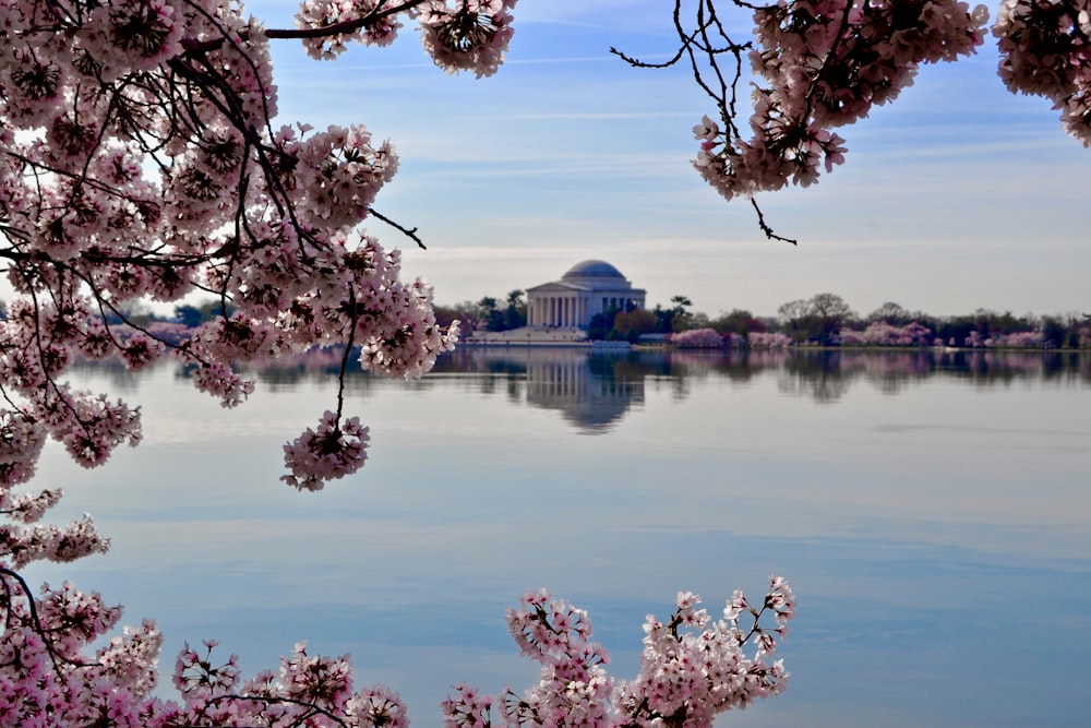 pink-white flowers beside body of water overlooking white dome building during daytime