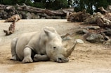 grey hippopotamus on brown ground during daytime