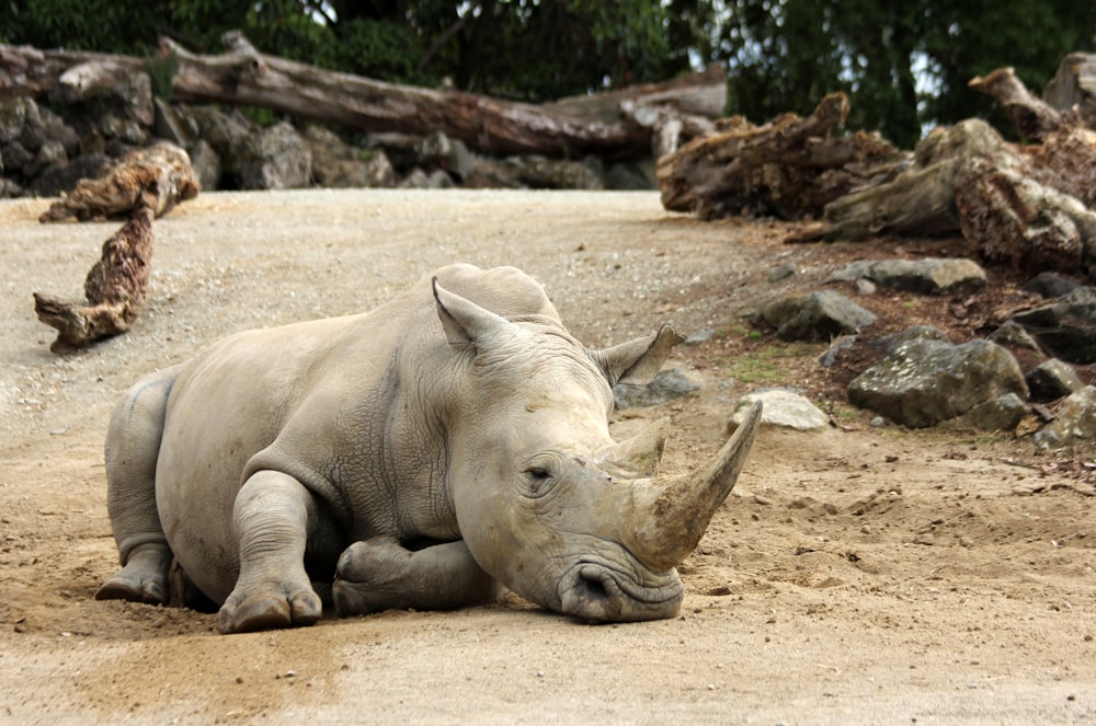 grey hippopotamus on brown ground during daytime