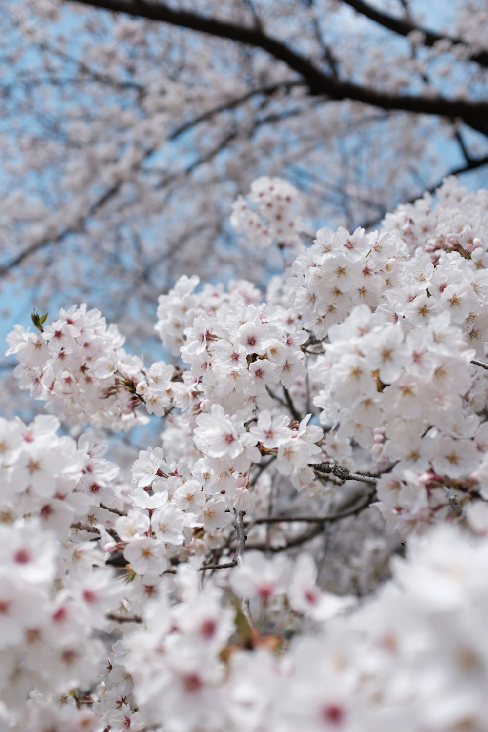 white blooming cherry blossom tree