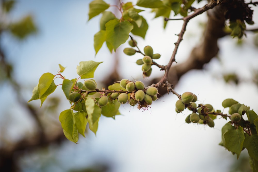 green-leafed plant