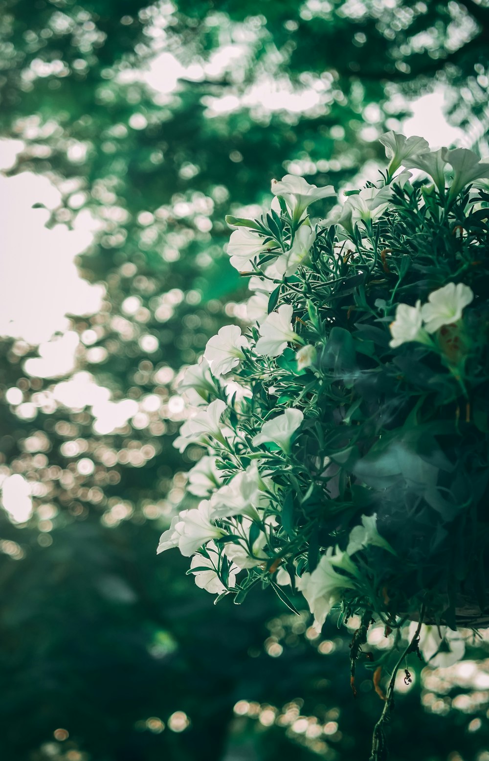 view of white petaled flowers