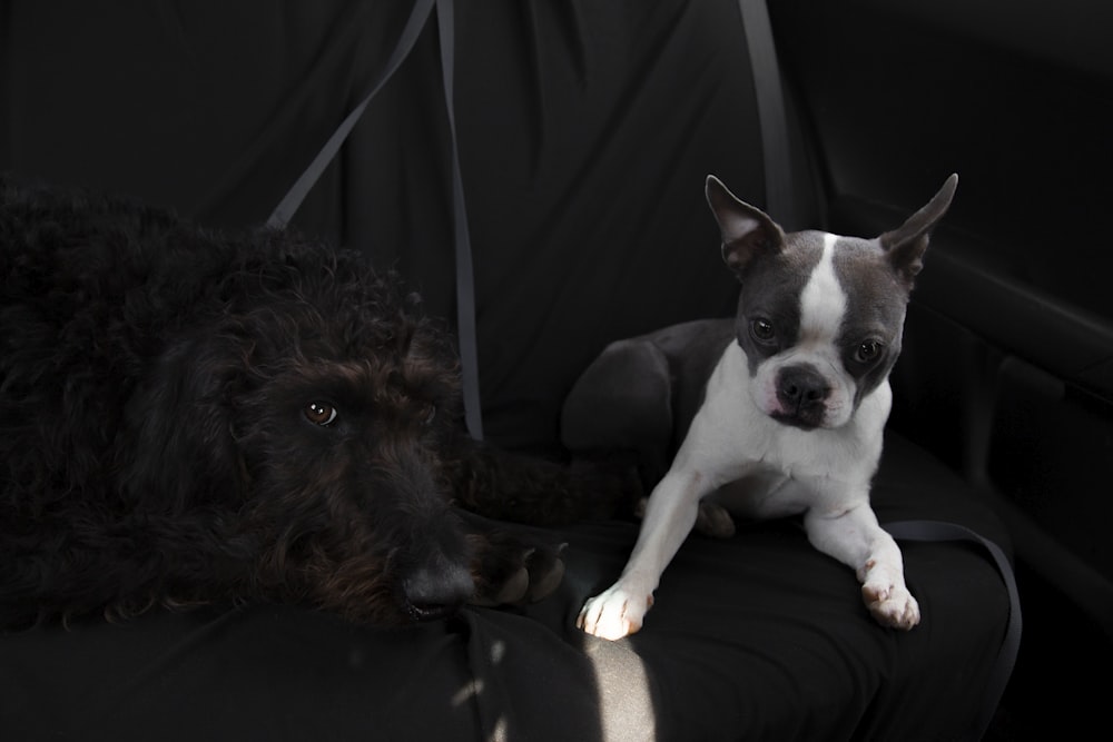 two brown, black, and white dogs