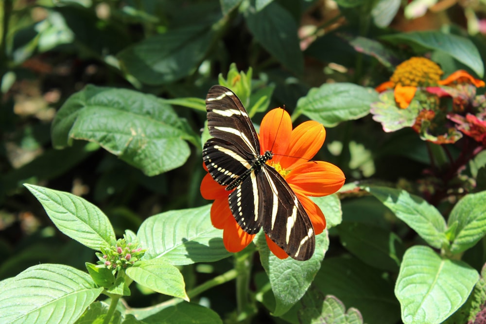 black and white moth perching on orange flower