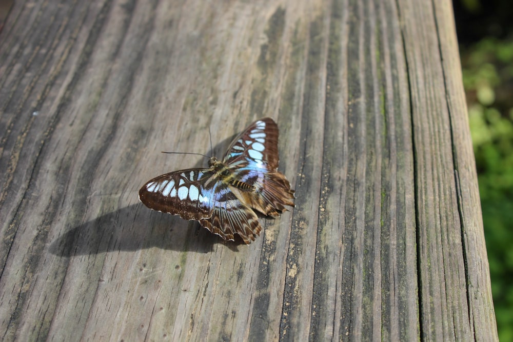 brown moth on wooden panel