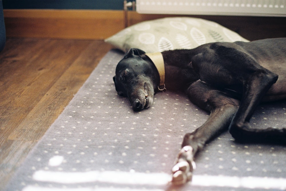 black greyhound sleeping