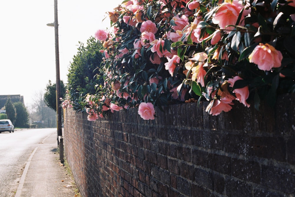 Flowers on roadside